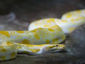What Is Python