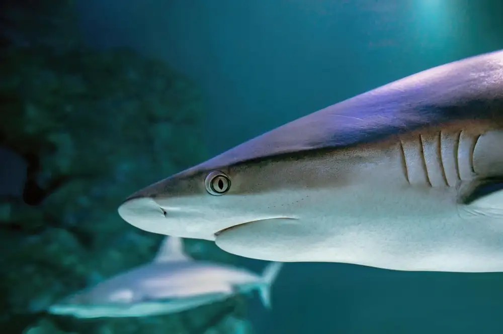 Shark Vpn