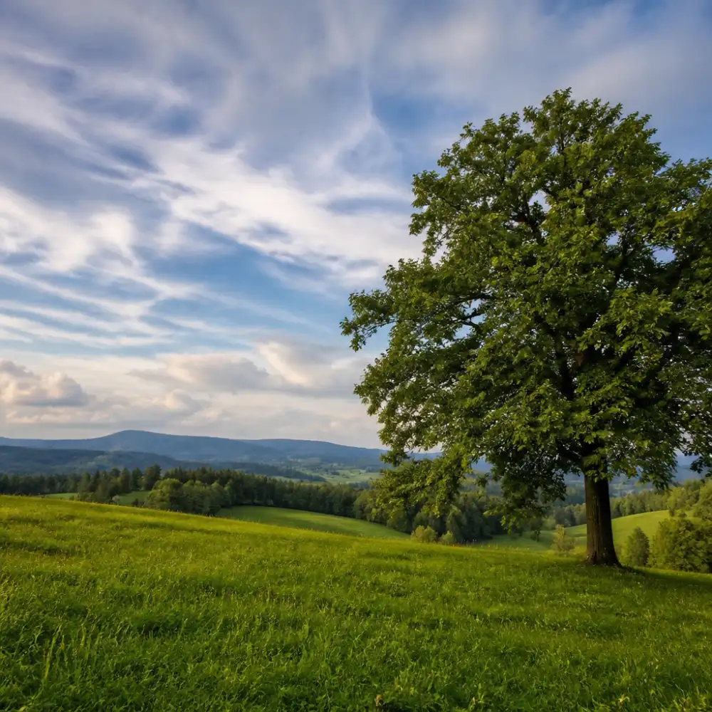 Volná Doména